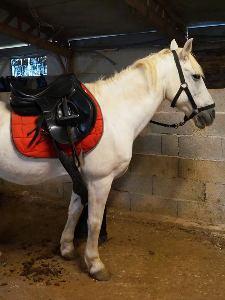 Pension pour cheval à Saint Geniès de Malgoirès 1.4