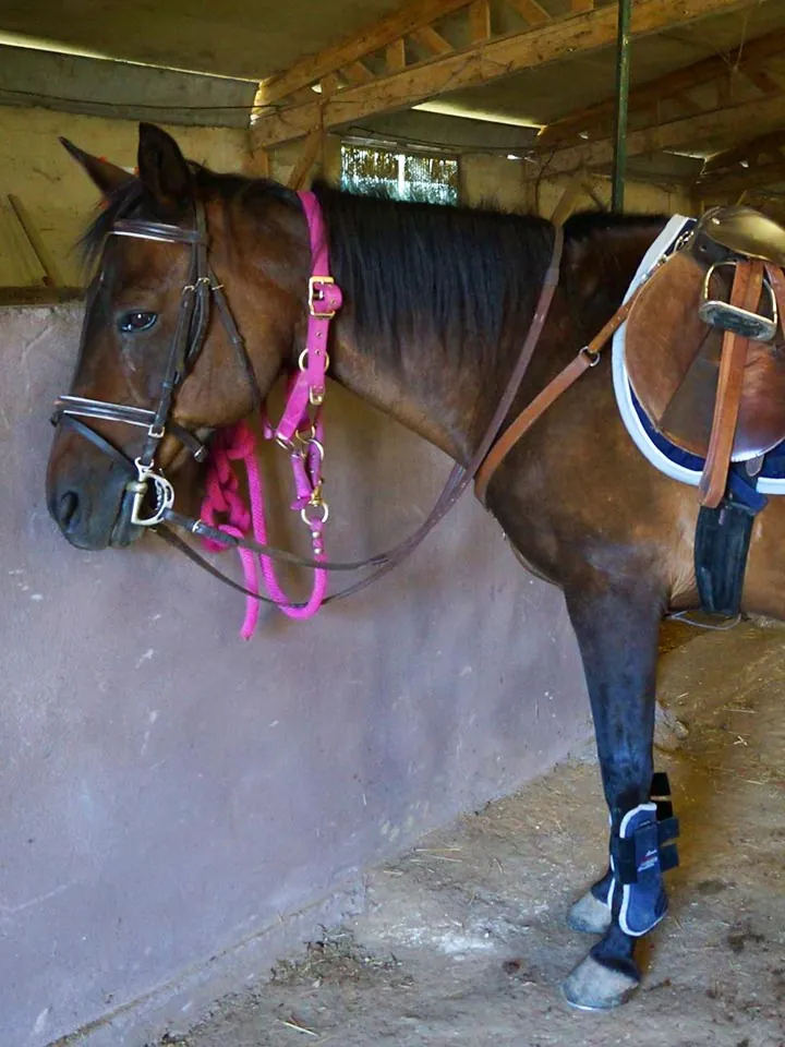 Pension pour cheval à Saint Geniès de Malgoirès 1.3