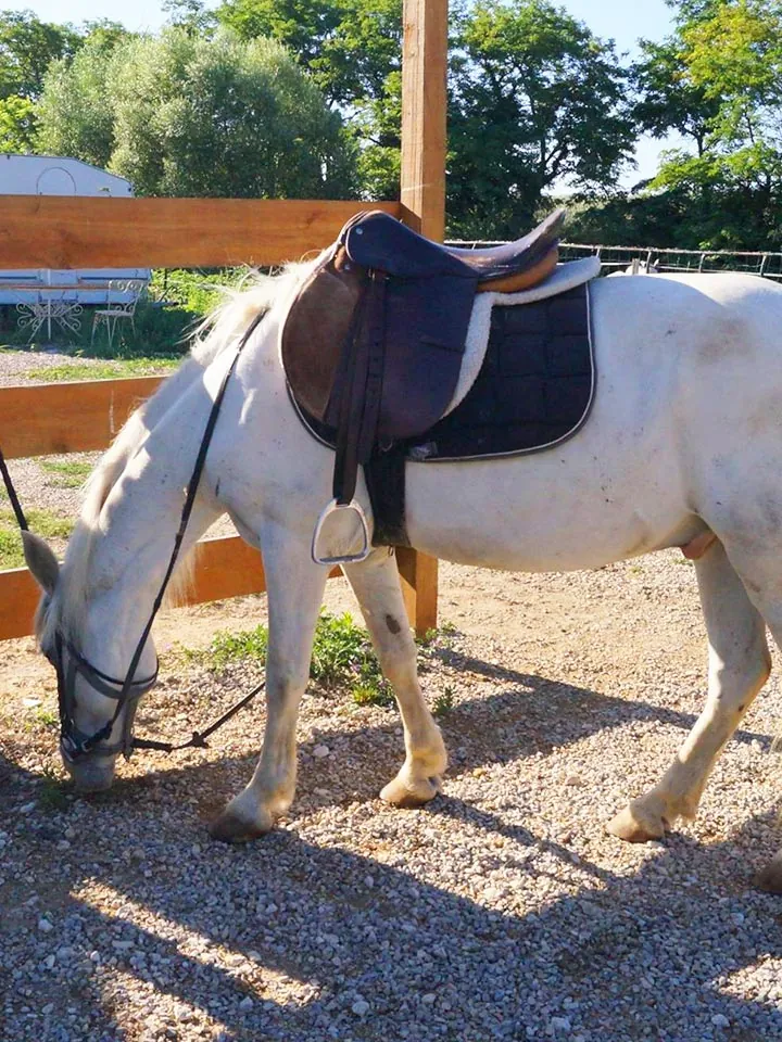 Pension pour cheval à Saint Geniès de Malgoirès 1.5